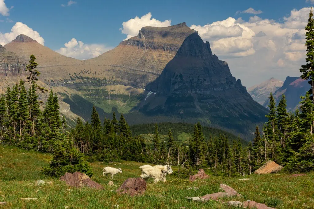 A mountain goat and her kid pass in front of a mountain at Logan Pass in Glacier National Park.