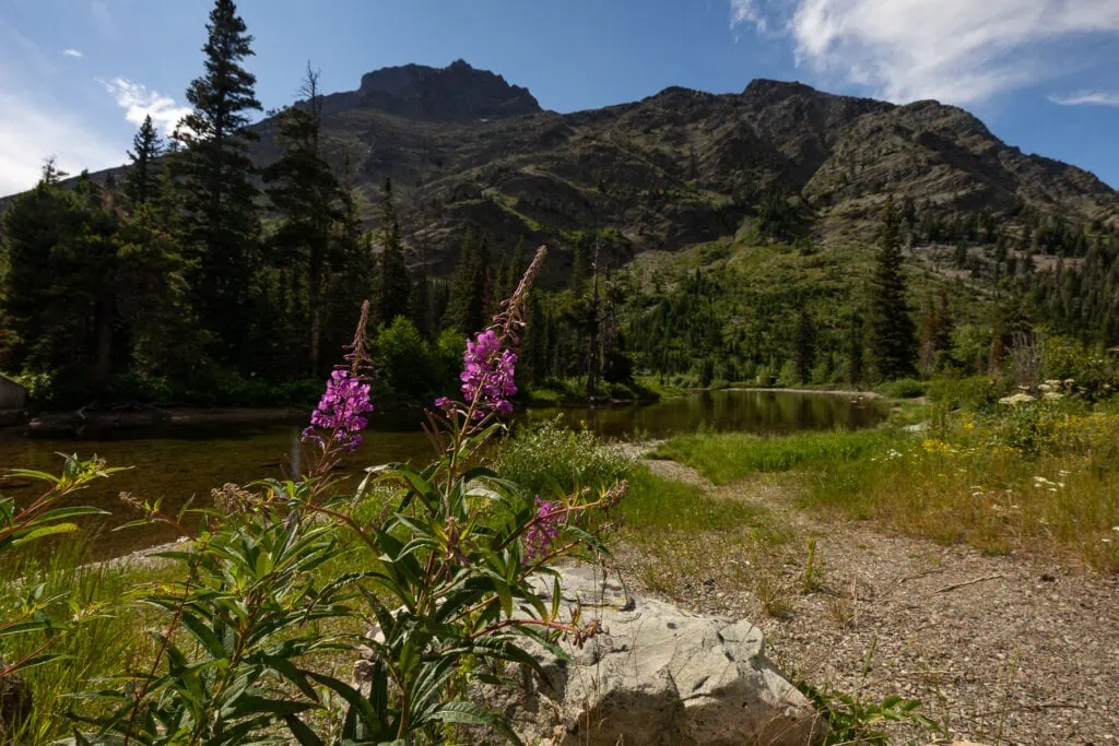 Pink Fireweed flowers bloom in the foreground at Pray Lake in Two Medicine, Glacier National Park.