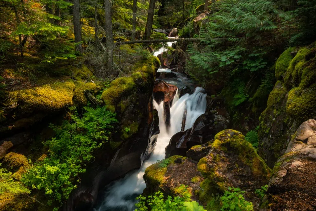 A lush green forest surrounds Avalanche Creek Falls as it descends a narrow chute.