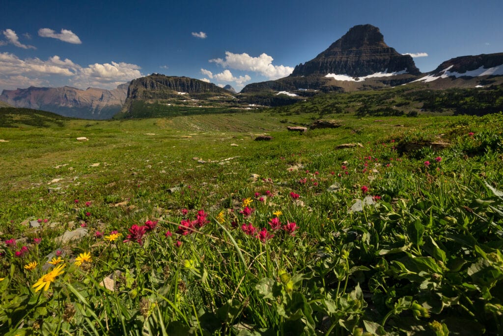 Wildflowers bloom in the alpine areas of Logan Pass by Glacier National Park elopement photographer Lucy Schultz.