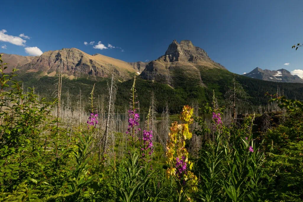 Big mountains rise from above wildflower fields in Glacier National Park.