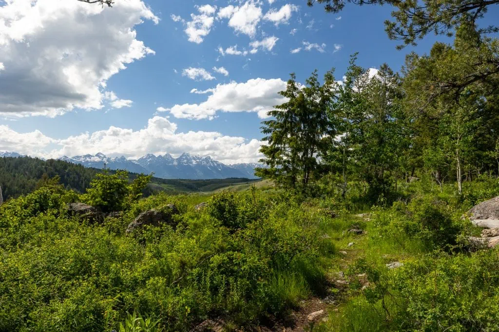 The Wedding tree is a location on national forest land that overlooks grand tetons national park in this colorful summer afternoon photo.