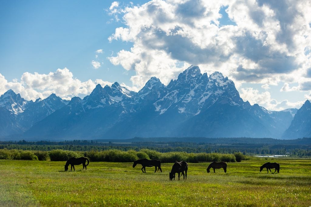 Five black horses graze in front of the majestic Grand Tetons in Wyoming.