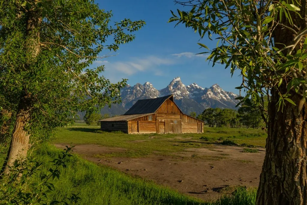 The T Moulton Barn at sunrise in Grand Teton National Park, framed by trees with the mountains in the background. Taken by Grand Tetons elopement photographer Lucy Schultz.