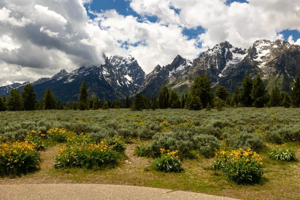 The mountain view turnout elopement location in Grand Tetons national park in summer, with blue sky and clouds over the mountains and wildflowers in the foreground.
