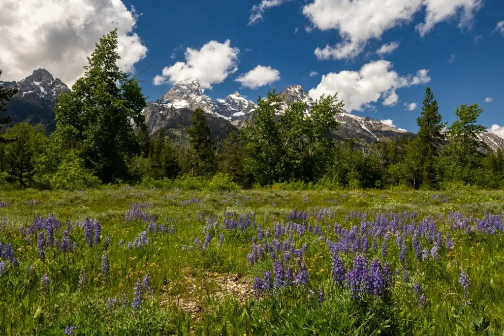 A field of purple lupine flowers in front of the snow-capped Grand Tetons Mountains in northwest wyoming.