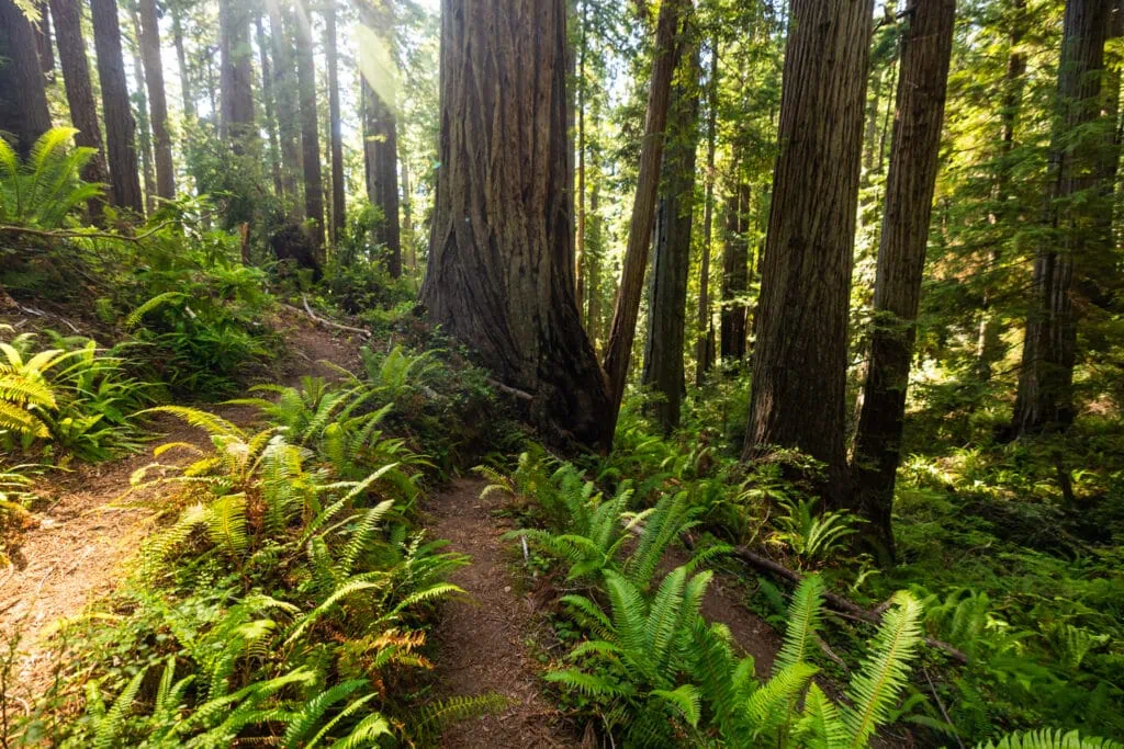 The Schmidt Grove of redwoods is located along the Rhododendron Trail on Bald Hills Road.