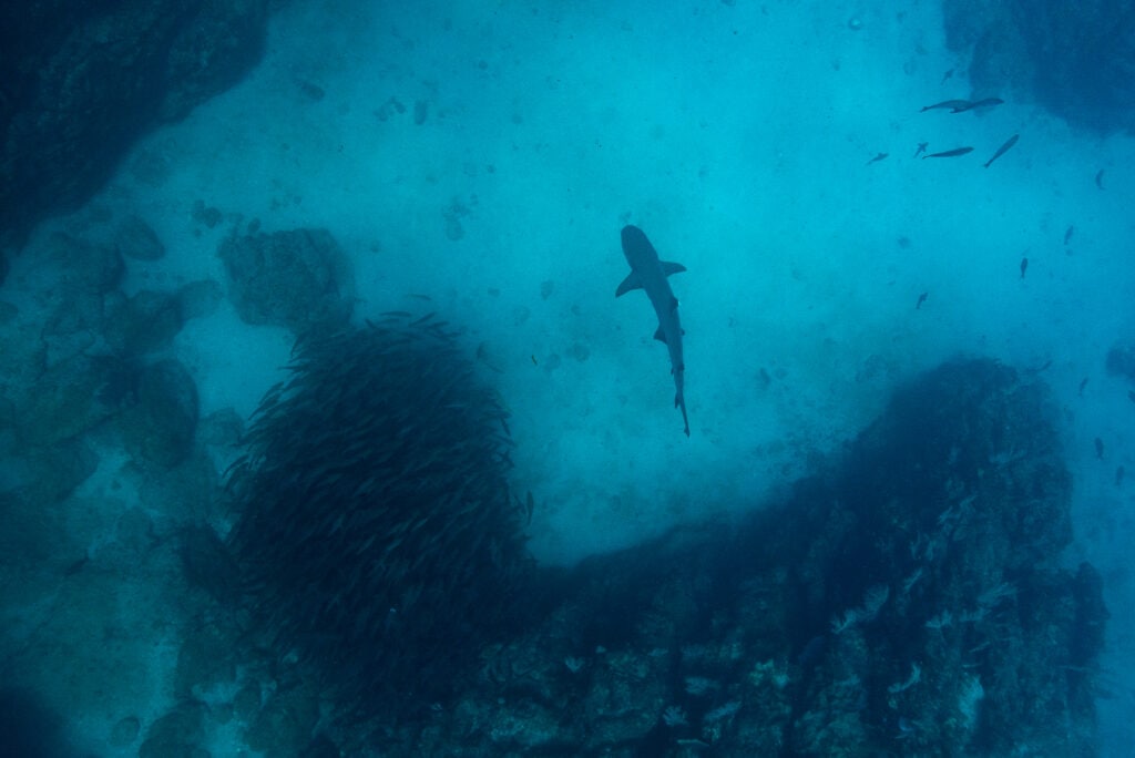 A top down view of a reef shark and a bait ball by diving elopement photographer Lucy Schultz