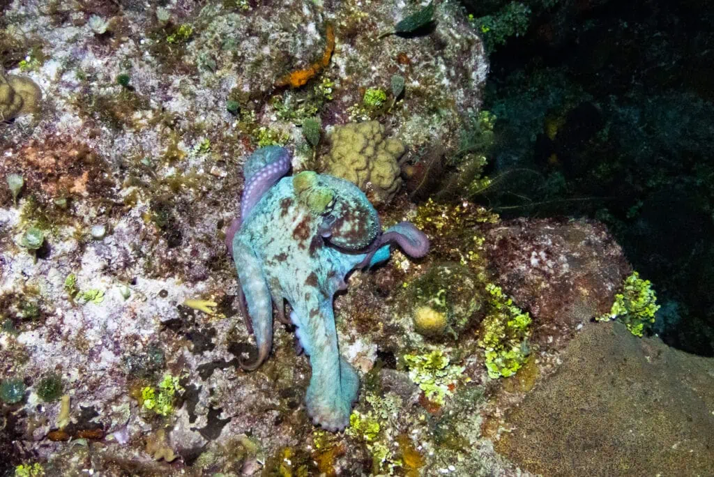 A colorful purple and turquoise octopus is photographed on a coral reef by underwater photographer Lucy Schultz.